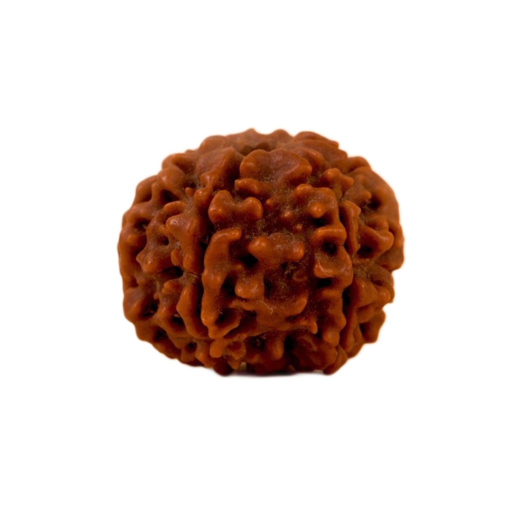 Authentic Isha Shanmukhi (six faced) Rudraksha Bead. Consecrated single bead for children below 14 years of age.